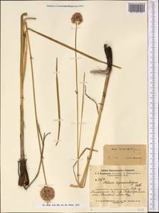 Allium hymenorhizum Ledeb., Middle Asia, Muyunkumy, Balkhash & Betpak-Dala (M9) (Kazakhstan)