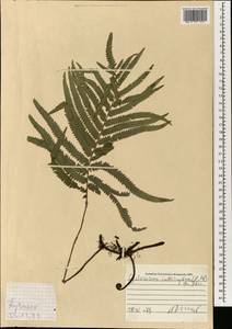 Cyclosorus interruptus (Willd.) H. Itô, South Asia, South Asia (Asia outside ex-Soviet states and Mongolia) (ASIA) (Malaysia)