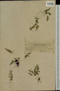 Sitobolium hirsutum (Sw.) L. A. Triana & Sundue, Siberia, Russian Far East (S6) (Russia)