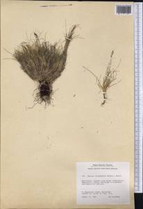 Festuca brachyphylla Schult. & Schult.f., America (AMER) (Greenland)