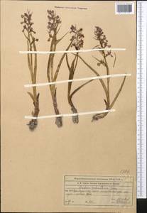 Anacamptis palustris (Jacq.) R.M.Bateman, Pridgeon & M.W.Chase, Middle Asia, Western Tian Shan & Karatau (M3) (Kazakhstan)