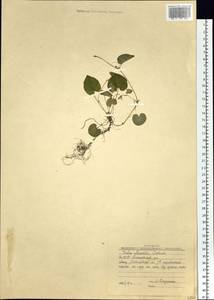 Viola mauritii Tepl., Siberia, Yakutia (S5) (Russia)