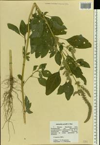 Amaranthus powellii S. Watson, Eastern Europe, Moscow region (E4a) (Russia)