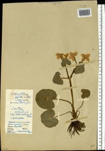 Caltha palustris L., Eastern Europe, Western region (E3) (Russia)