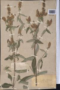 Mentha longifolia var. asiatica (Boriss.) Rech.f., Middle Asia, Dzungarian Alatau & Tarbagatai (M5) (Kazakhstan)