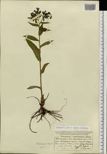 Pulmonaria mollis J.P.Wolff ex J.F.Lehm., Siberia, Western Siberia (S1) (Russia)