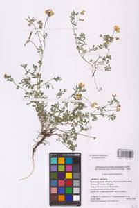 Lotus corniculatus L., Eastern Europe, Lower Volga region (E9) (Russia)