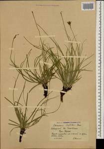 Gelasia seidlitzii (Boiss.) Zaika, Sukhor. & N. Kilian, Caucasus, Krasnodar Krai & Adygea (K1a) (Russia)
