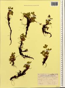 Sibbaldia parviflora Willd., Caucasus, Stavropol Krai, Karachay-Cherkessia & Kabardino-Balkaria (K1b) (Russia)