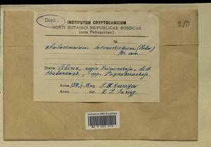 Aulacomnium heterostichum (Hedw.) Bruch & Schimp., Bryophytes, Bryophytes - Russian Far East (excl. Chukotka & Kamchatka) (B20) (Russia)