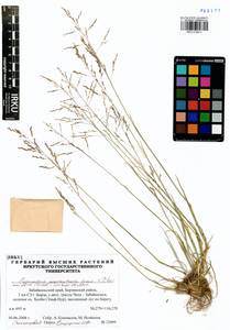 Puccinellia macranthera (V.I.Krecz.) Norl., Siberia, Baikal & Transbaikal region (S4) (Russia)
