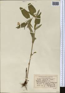 Viola elatior Fr., Middle Asia, Western Tian Shan & Karatau (M3) (Kyrgyzstan)