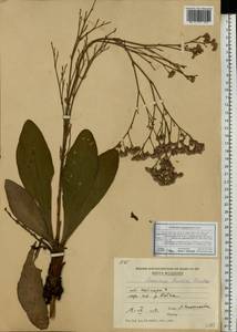 Limonium gmelini (Willd.) Kuntze, Eastern Europe, Moldova (E13a) (Moldova)