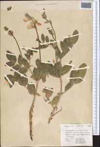 Hedysarum magnificum Kudr., Middle Asia, Pamir & Pamiro-Alai (M2) (Uzbekistan)