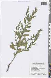 Rhaponticum repens (L.) Hidalgo, Eastern Europe, Lower Volga region (E9) (Russia)