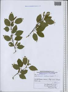 Betula raddeana Trautv., Caucasus, North Ossetia, Ingushetia & Chechnya (K1c) (Russia)
