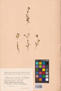 Valerianella locusta (L.) Laterr., Eastern Europe, Lower Volga region (E9) (Russia)