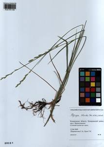 Elymus lolioides (P.Candargy) Melderis, Siberia, Altai & Sayany Mountains (S2) (Russia)
