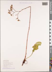 Limonium meyeri (Boiss.) Kuntze, Caucasus, Krasnodar Krai & Adygea (K1a) (Russia)