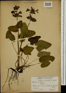 Betonica macrantha K.Koch, Caucasus, Armenia (K5) (Armenia)
