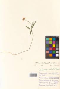 Cardamine trifida (Lam. ex Poir.) B. M. G. Jones, Siberia, Russian Far East (S6) (Russia)