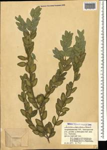 Buxus sempervirens L., Caucasus, Azerbaijan (K6) (Azerbaijan)