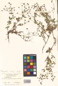 Potentilla collina Wibel, Eastern Europe, Lower Volga region (E9) (Russia)