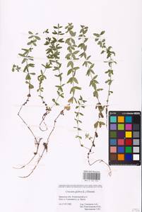 Cruciata glabra (L.) Opiz, Eastern Europe, Western region (E3) (Russia)