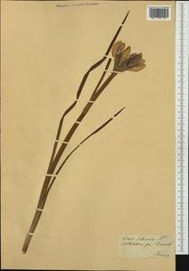 Iris sibirica L., Western Europe (EUR) (Switzerland)