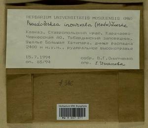 Lescuraea incurvata, Bryophytes, Bryophytes - North Caucasus & Ciscaucasia (B12) (Russia)