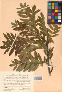 Sorbus aucuparia subsp. glabrata (Wimm. & Grab.) Hedl., Eastern Europe, West Ukrainian region (E13) (Ukraine)