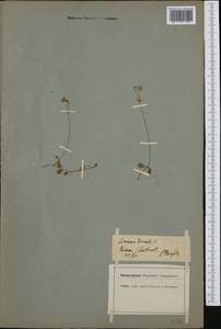 Linnaea borealis L., Western Europe (EUR) (Italy)