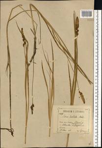 Carex disticha Huds., Eastern Europe, Central forest-and-steppe region (E6) (Russia)