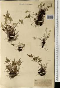 Aleuritopteris argentea (S. G. Gmel.) Fée, Mongolia (MONG) (Mongolia)