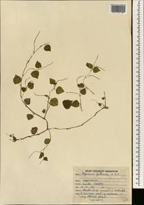 Peperomia pellucida (L.) Kunth, South Asia, South Asia (Asia outside ex-Soviet states and Mongolia) (ASIA) (India)