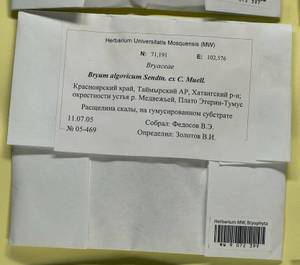 Ptychostomum compactum Hornsch., Bryophytes, Bryophytes - Krasnoyarsk Krai, Tyva & Khakassia (B17) (Russia)