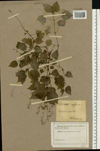 Circaea alpina L., Eastern Europe, North-Western region (E2) (Russia)