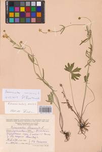 Ranunculus auricomus L., Eastern Europe, Middle Volga region (E8) (Russia)