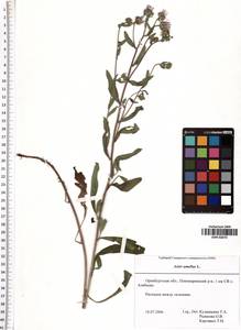 Aster amellus L., Eastern Europe, Eastern region (E10) (Russia)