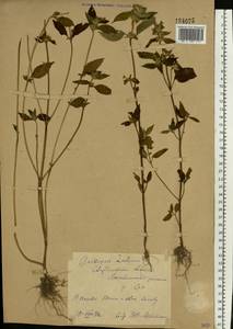 Galeopsis ladanum L., Eastern Europe, Eastern region (E10) (Russia)