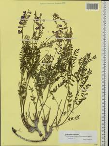 Hedysarum cretaceum DC., Eastern Europe, Central forest-and-steppe region (E6) (Russia)