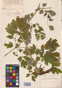 Chelidonium majus L., Eastern Europe, West Ukrainian region (E13) (Ukraine)
