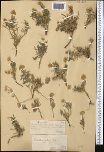 Achillea micrantha Willd., Middle Asia, Muyunkumy, Balkhash & Betpak-Dala (M9) (Kazakhstan)