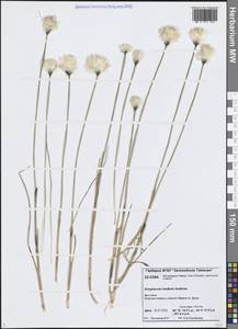 Eriophorum × medium Andersson, Siberia, Central Siberia (S3) (Russia)