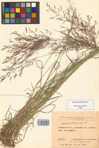 Agrostis stolonifera L., Siberia, Russian Far East (S6) (Russia)