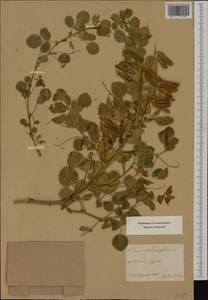 Ononis rotundifolia L., Western Europe (EUR) (Austria)
