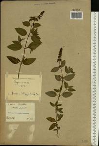 Mentha × piperita L., Eastern Europe, North Ukrainian region (E11) (Ukraine)