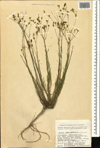 Linum tenuifolium L., Caucasus, Azerbaijan (K6) (Azerbaijan)