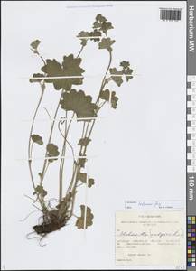 Alchemilla hebescens Juz., Siberia, Western Siberia (S1) (Russia)