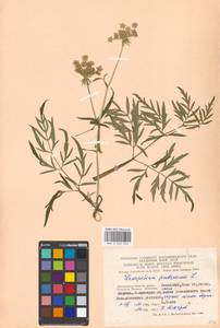 Silphiodaucus prutenicus subsp. prutenicus, Eastern Europe, Moscow region (E4a) (Russia)